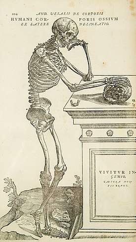 One of the large, detailed illustrations in Andreas Vesalius's De humani corporis fabrica 16th century, marking the rebirth of anatomy