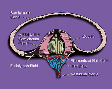 ไฟล์:Vestibular_system's_semicircular_canal-_a_cross-section.jpg