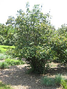 Viburnum setigerum.jpg