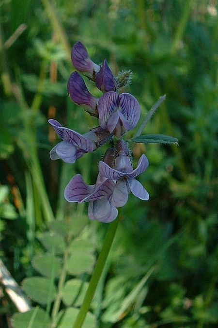 Vicia sepium1.jpg