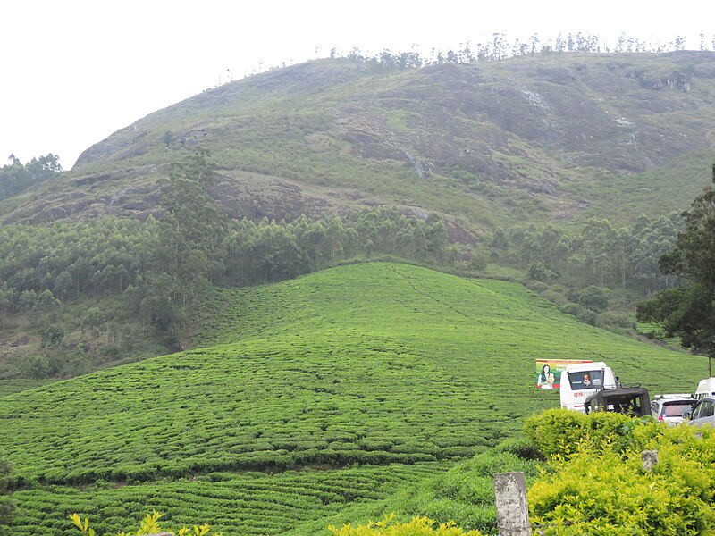 File:Views around Munnar, Kerala (41).jpg