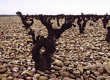 Un vieux cep de grenache (taille en gobelet) au milieu des galets roulés - les caïau frejaü - typique du terroir castelpapal.