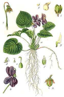 Viola odorata - Wikipedia, la enciclopedia libre