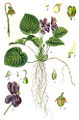 Viola odorata vol. 6 - plate 56 in: Jacob Sturm: Deutschlands Flora in Abbildungen (1796)