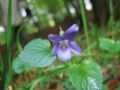 Viola riviniana