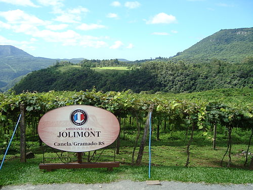 Vinicole in the South of Brazil