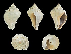 Cinco vistas da concha de Volema myristica; nomeada heavy crown conch[2] ou nutmeg melongena; espécie nativa do oeste do Pacífico.[1]