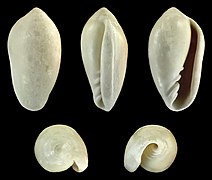 Volvarina belloides, shell