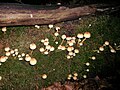 Hypholoma fasciculare