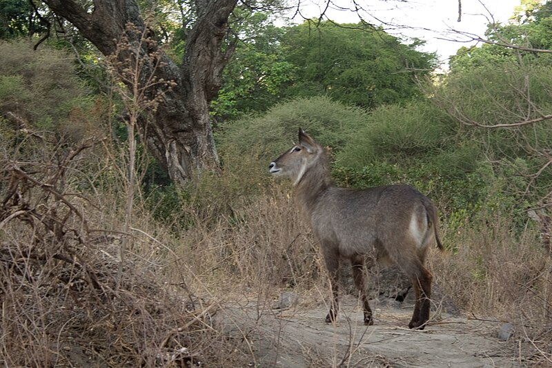 File:Waterbuck.jpg