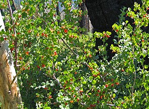 Wax currant (Ribes cereum) berries