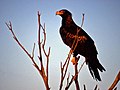 Waalitj (Wedge Tailed Eagle)