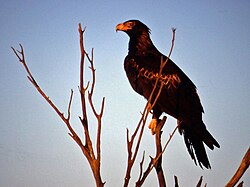 Aquila dalla coda a cuneo.jpg