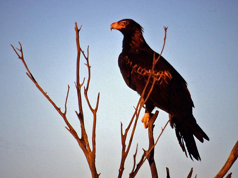 File:Wedge Tailed Eagle.jpg