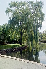 A picture of a willow tree with a body of water in front of it.