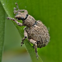 Rough sweetpotato weevil (Blosyrus spp)