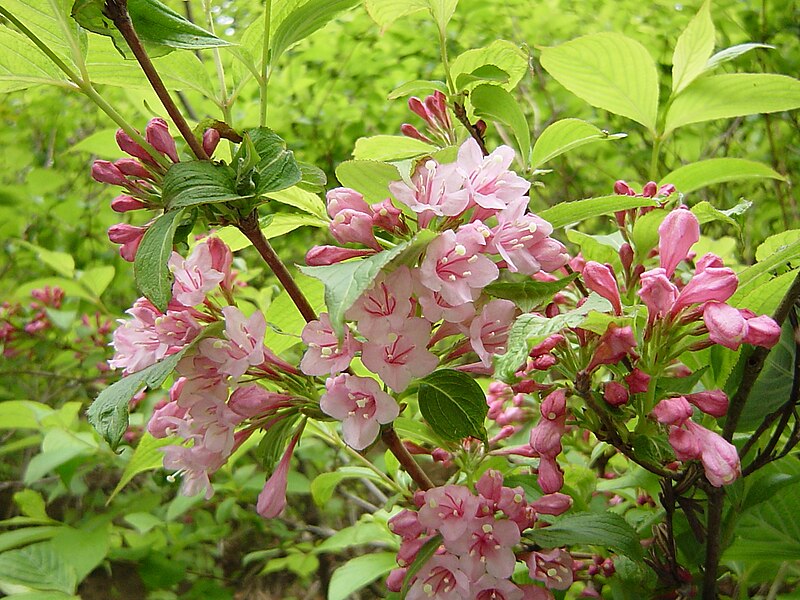 File:Weigela hortensis3.JPG