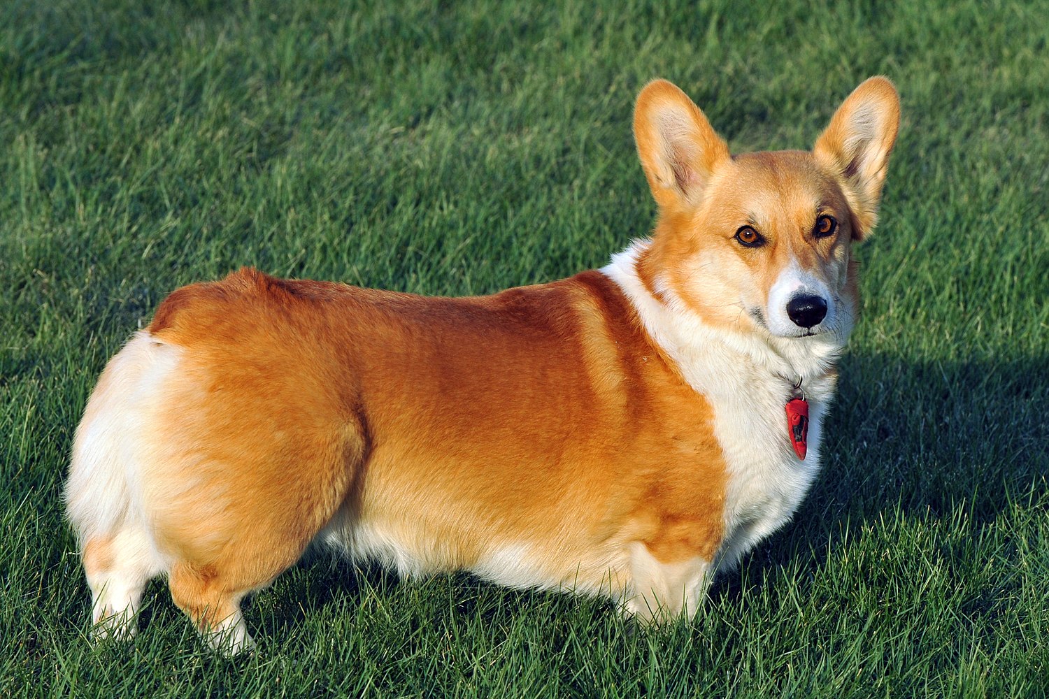 Pastor inglês raça welsh corgi pembroke tricolor caminha pela