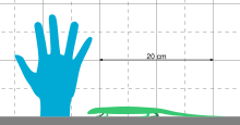 Size comparison Westlothiana Scale.svg