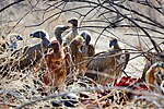 Thumbnail for File:White-backed Vultures Waiting 2019-07-24.jpg