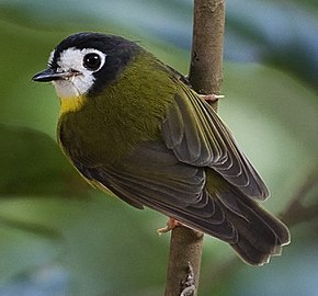 Bildbeschreibung Robin mit weißem Gesicht (beschnitten) .jpg.