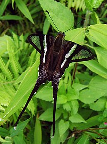 Blanka Dragontail Sohini Vanjari.jpg