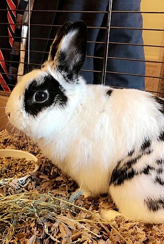 <span class="mw-page-title-main">Marlon Bundo</span> Former Bunny of the United States