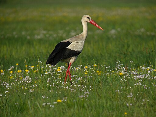 White Stork (Ciconia ciconia), Zajki meadows, Eastern Poland