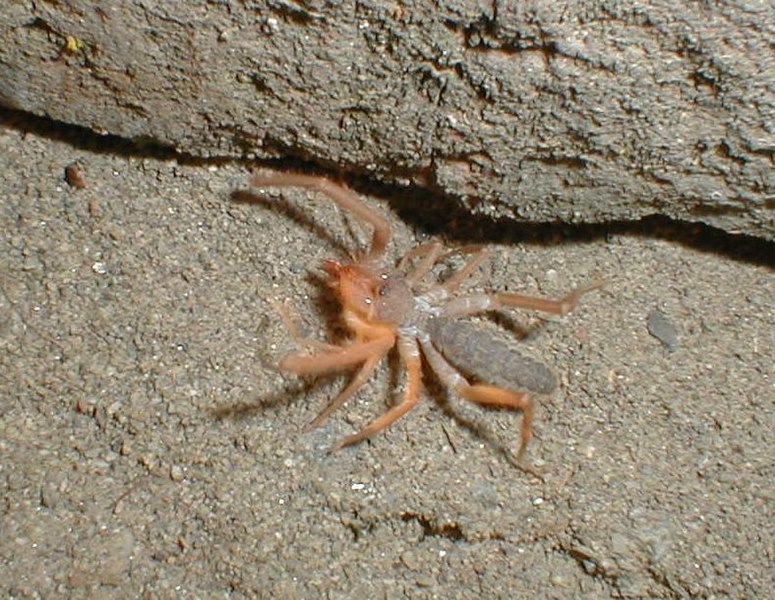 File:Wind scorpion.JPG