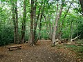 Woodland at Petts Wood on the Hawkwood Estate.