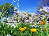 Пролетни цветя (Жълт марш невен, Ливадна сърцевина и Трънка на заден план)