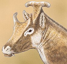 Xenokeryx restoration Xenokeryx amidalae restoration.jpg