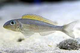 Xenotilapia flavipinnis