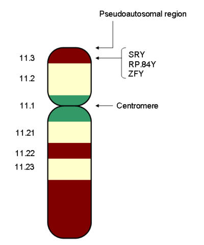 what role does the sry gene play in triggering gonadal development