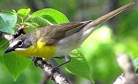 Yellow-Breasted-Chat-Oregon.jpg