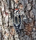 Thumbnail for File:Yellow-bellied sapsucker in CP (40378).jpg