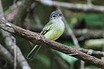 Thumbnail for Yellow-winged flatbill