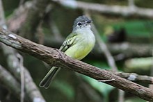 Yellow-margined Flatbill (Tolmomyias flavotectus) (8079750693).jpg