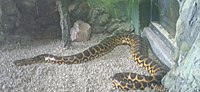 The yellow anaconda (Eunectes notaeus) at Shymkent Zoo