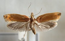 Variable ypsolopha moth Ypsolopha.ustella.mounted.jpg