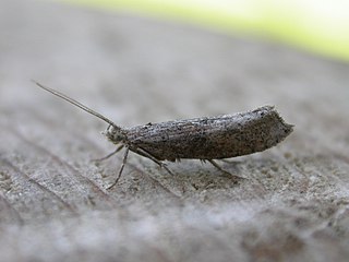 <i>Ypsolopha horridella</i> Species of moth
