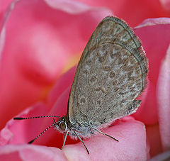 Image 14Zizina labradusPhoto credit: John O'NeillA Common Grass Blue (Zizina labradus), a small Australian butterfly. This specimen, perched on a rose, is approximately 10 millimetres (0.4 in) in size. Females generally have a larger wingspan compared to males (23 and 20 mm or 0.9 and 0.8 in respectively).More selected pictures