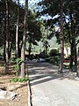 Аллея отеля "Имерос" - panoramio.jpg