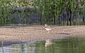 * Nomination: Little Ringed Plover in Irtysh river floodplain sanctuary. Pavlodar Region, Kazakhstan. By User:Ivan ideia --Красный 03:44, 24 June 2024 (UTC) * * Review needed