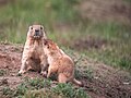 * Nomination Juvenile marmot of a current year with his sister of a last year. Burabay national park, Burabay District, Akmola Reion, Kazakhstan. By User:Xeniya Gorlenko --Красный 08:57, 27 June 2024 (UTC) * Promotion Good quality. --ReneeWrites 10:44, 27 June 2024 (UTC)