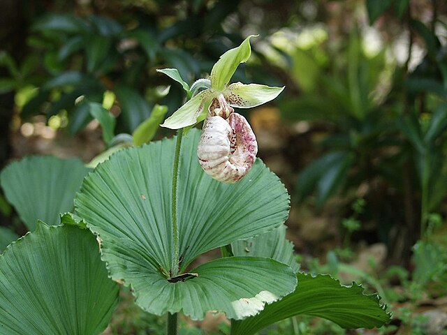 日本クマガイソウ黄花素心 - 植物/観葉植物