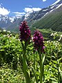 "Flowers Blossom at Valley of Flowers Chamoli, India" 51.jpg