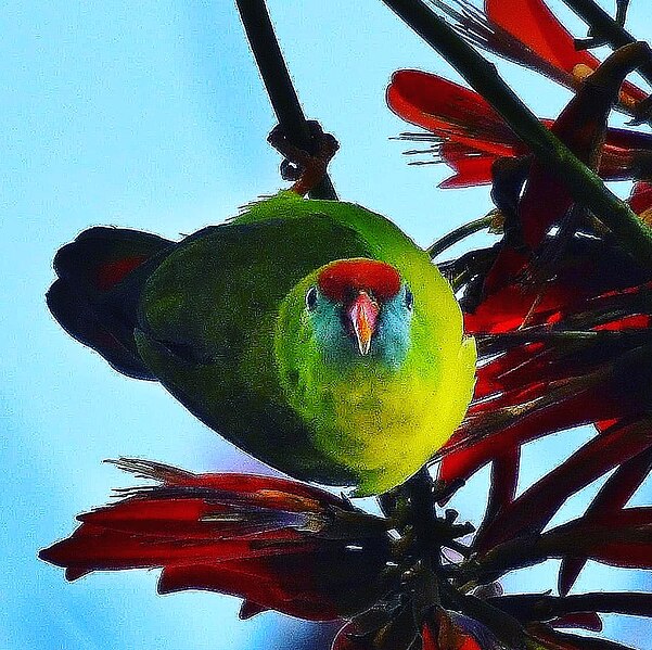 File:"Kulasisi" or the Philippine Hanging Parrot.jpg