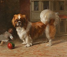 'Bo', a Pekingese Dog.jpg