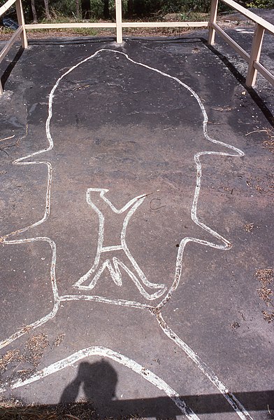 Aboriginal whale carving in the Waverton Peninsula Reserve, as it appeared in the 1980s (white paint was used to accentuate the grooves, but the carvi